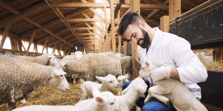 Schapen-lammen-2