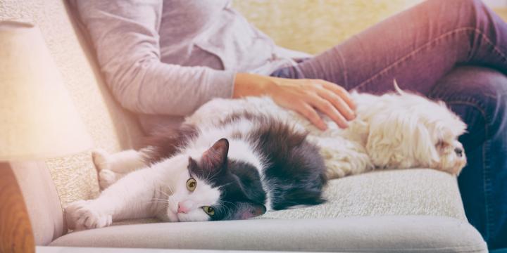 cat-dog-on-the-couch