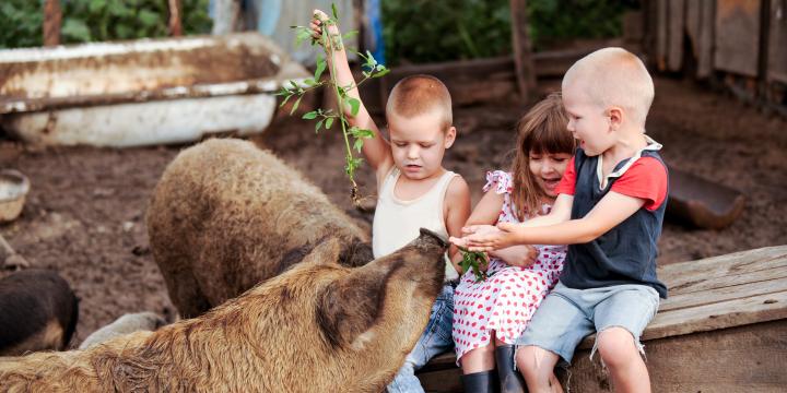 werelddierendag-kinderen-met-varkentjes