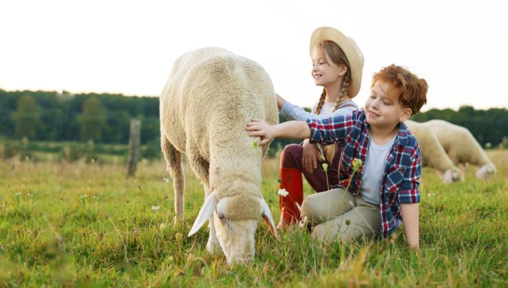 sheep&kids